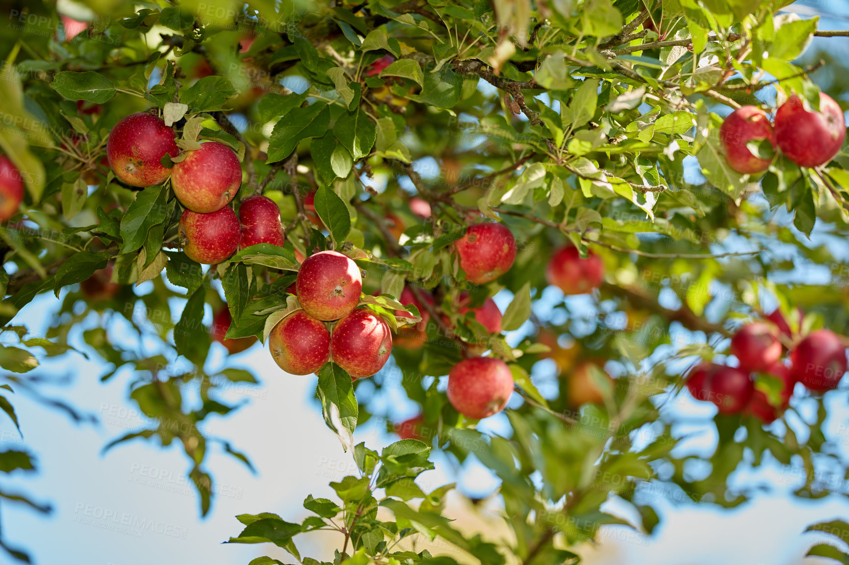 Buy stock photo Fresh red apples growing on a fruit tree on a summer day. Beautiful organic food hanging on a lush green branch with leaves outdoors in spring. Healthy crops ready for harvest in nature on a farm