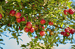 Beautiful apples in my garden