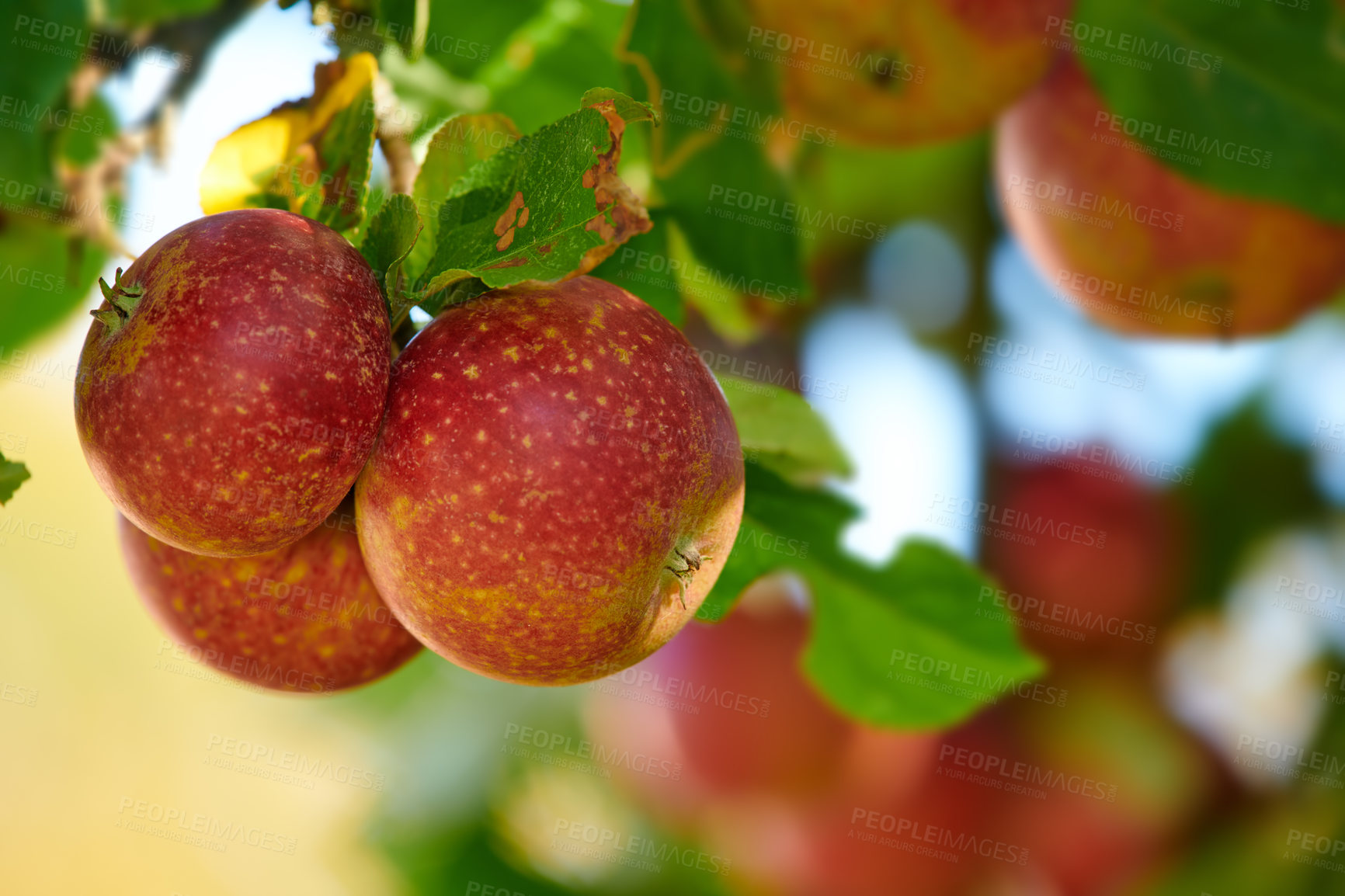 Buy stock photo Ripe red apples on a tree with green leaves from below. Organic and healthy fruit growing on an orchard tree branch on a sustainable farm in summer. Group of fresh seasonal produce ready for harvest