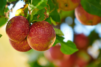 Buy stock photo Ripe red apples on a tree with green leaves from below. Organic and healthy fruit growing on an orchard tree branch on a sustainable farm in summer. Group of fresh seasonal produce ready for harvest