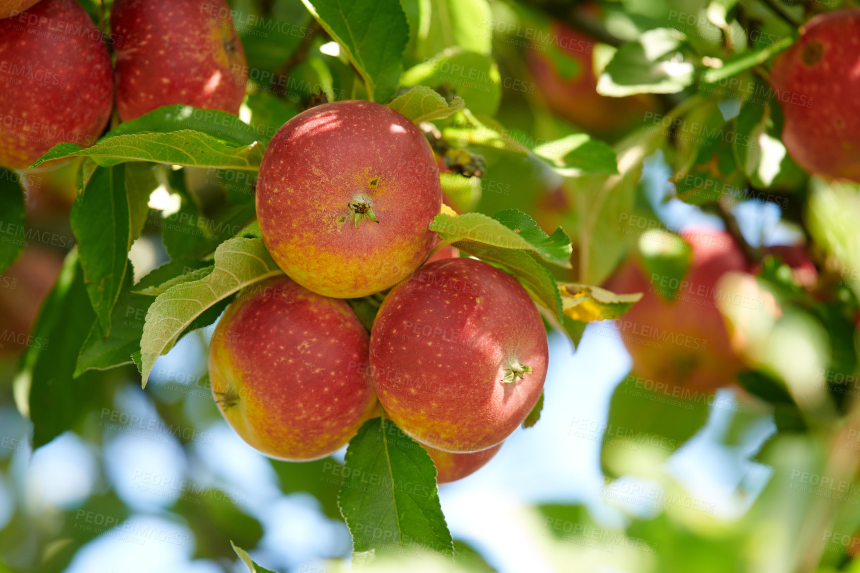 Buy stock photo Ripe red apples on a tree with green leaves from below. Organic and healthy fruit growing on an orchard tree branch on sustainable farm in summer. Group of fresh seasonal produce ready for harvesting