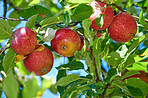Beautiful apples in my garden