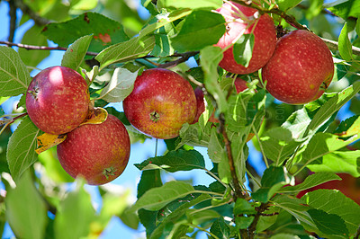 Buy stock photo Fresh red apples growing on a fruit tree on a summer day outdoors. Healthy organic produce hanging on a lush green branch during spring. Tasty crops ready for harvest outside in nature on a farm. 