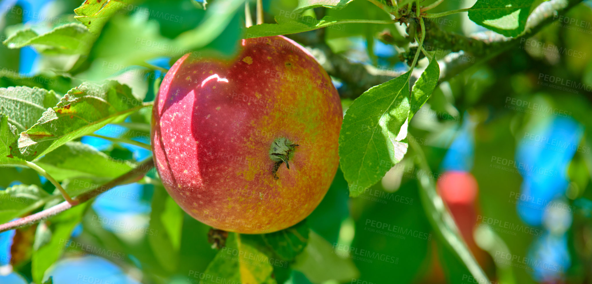 Buy stock photo Closeup of a red apple growing on an apple tree branch in summer with copyspace. Fruit hanging from an orchard farm tree with bokeh and copy space. Sustainable organic agriculture in the countryside