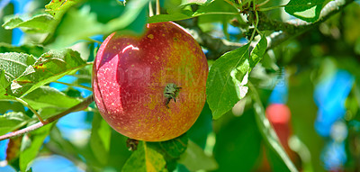 Buy stock photo Closeup of a red apple growing on an apple tree branch in summer with copyspace. Fruit hanging from an orchard farm tree with bokeh and copy space. Sustainable organic agriculture in the countryside