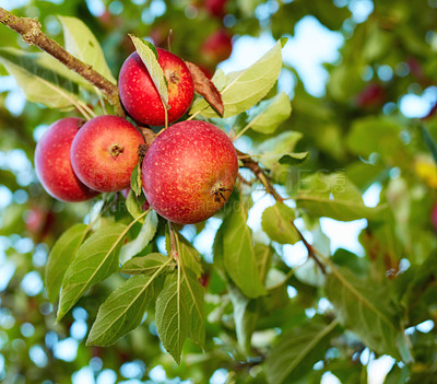 Buy stock photo Closeup of ripe red apples hanging from apple tree branch in orchard farm in remote countryside with bokeh. Texture detail of fresh healthy fruit ready for picking, harvest. Growing snack
