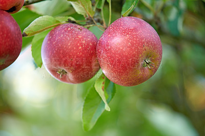 Buy stock photo vibrant, healthy red apples growing on trees for harvest in a sustainable orchard outdoors on a sunny day. Juicy fresh and ripe produce growing seasonally and organically on a fruit plantation