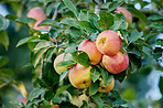 Beautiful apples in my garden