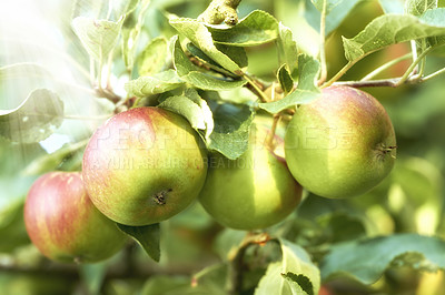 Buy stock photo Closeup of apples growing in a sunny orchard outdoors with lens flare. Fresh raw fruit being cultivated and harvested from trees in an apple grove. Organic produce ready to be picked and enjoyed