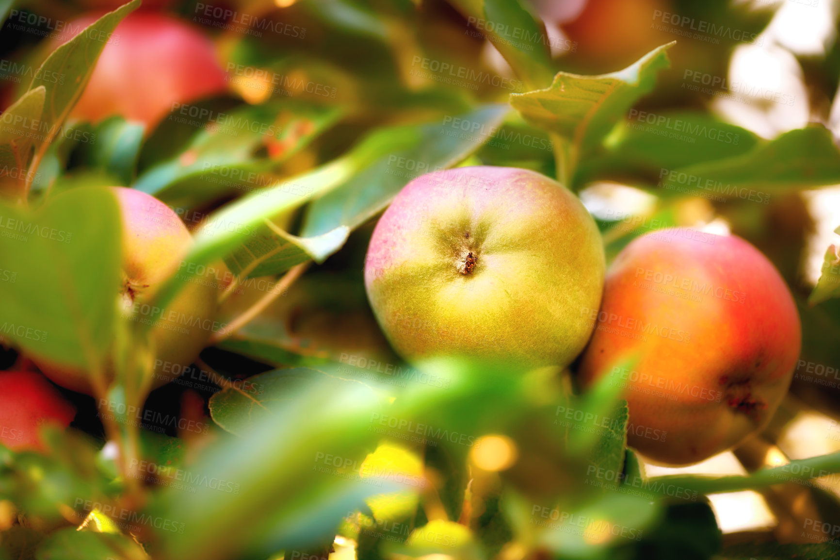 Buy stock photo Closeup of apples growing in a sunny orchard or farm outdoors. Fresh raw fruit being cultivated and harvested from trees with leaves in a garden. Nutritious and ripe produce ready to be picked