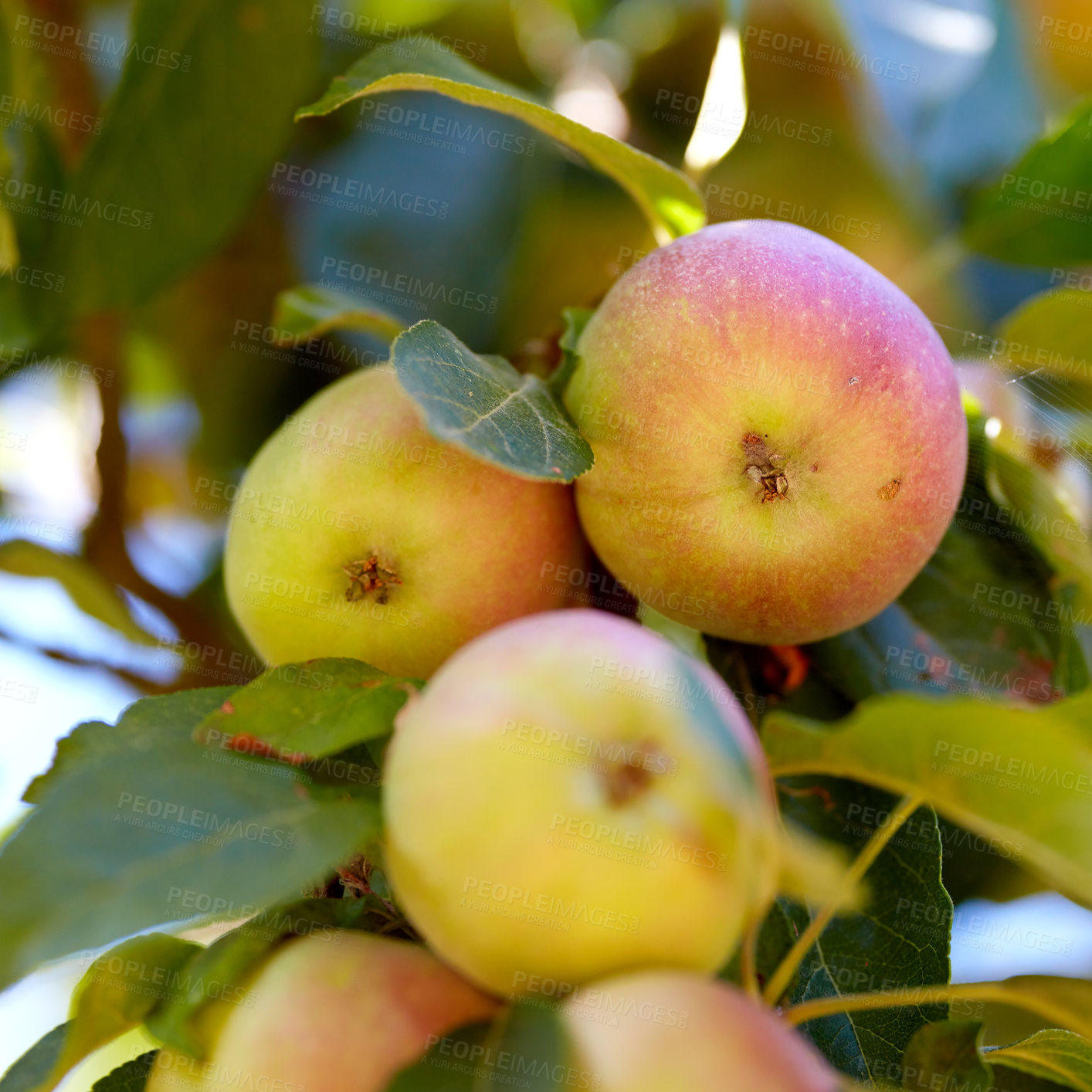 Buy stock photo Closeup of apples growing on a tree in a sustainable orchard in the sun outdoors. Sweet and tasty fruit cultivated for harvest and picking. Ripe and organic produce in a natural thriving plantation