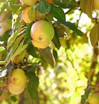 Green and yellow apples in my garden