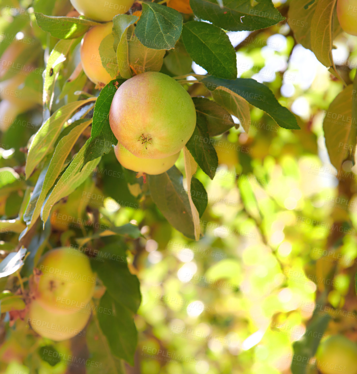 Buy stock photo Closeup of green apples growing on an apple tree branch in summer with copyspace. Fruit hanging from an orchard farm tree with bokeh and copy space. Sustainable organic agriculture in the countryside