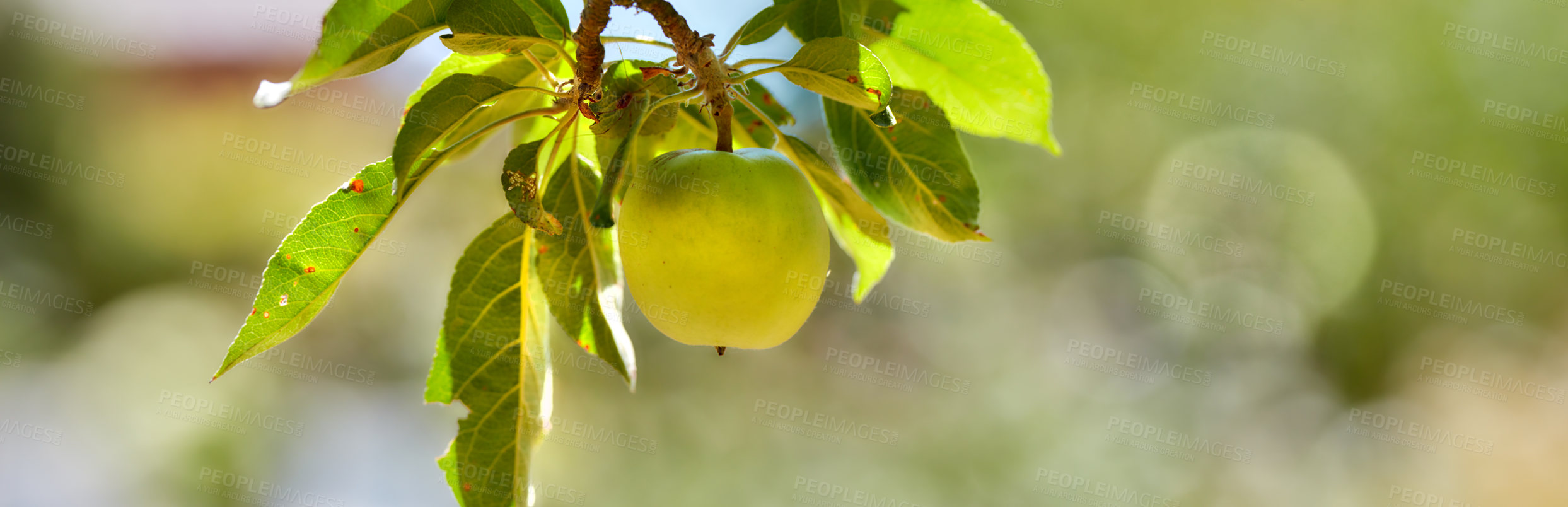 Buy stock photo Wide angle of single green apple isolated against a bokeh green background. Fruit and leaves hanging on branch of tree in an orchard outside. Fresh produce on organic farm for sustainable agriculture