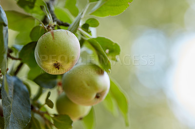 Buy stock photo Closeup copy space of ripe juicy green apples hanging on a tree branch in an orchard farm in the remote countryside. Growing fresh and healthy produce fruit for healthy nutrition and vitamins. 