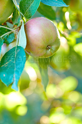 Buy stock photo Closeup of a green apple hanging on a tree in an orchard outside on a blurred bokeh background. Organic agriculture and sustainable fruit farming, farm produce growing with copy space