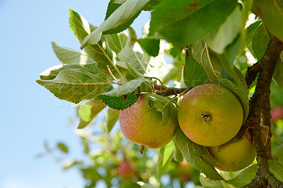 Buy stock photo Apples growing on a tree branch in a sustainable orchard on a sunny day outside with blue sky background. Ripe and juicy fruit cultivated for harvest. Fresh and organic produce in a thriving grove
