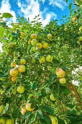 Buy stock photo Many green apples on a tree from below, in an orchard outside against a cloudy blue sky. Fresh produce ready for harvest on farm. Organic and sustainable fruit growing on agricultural land
