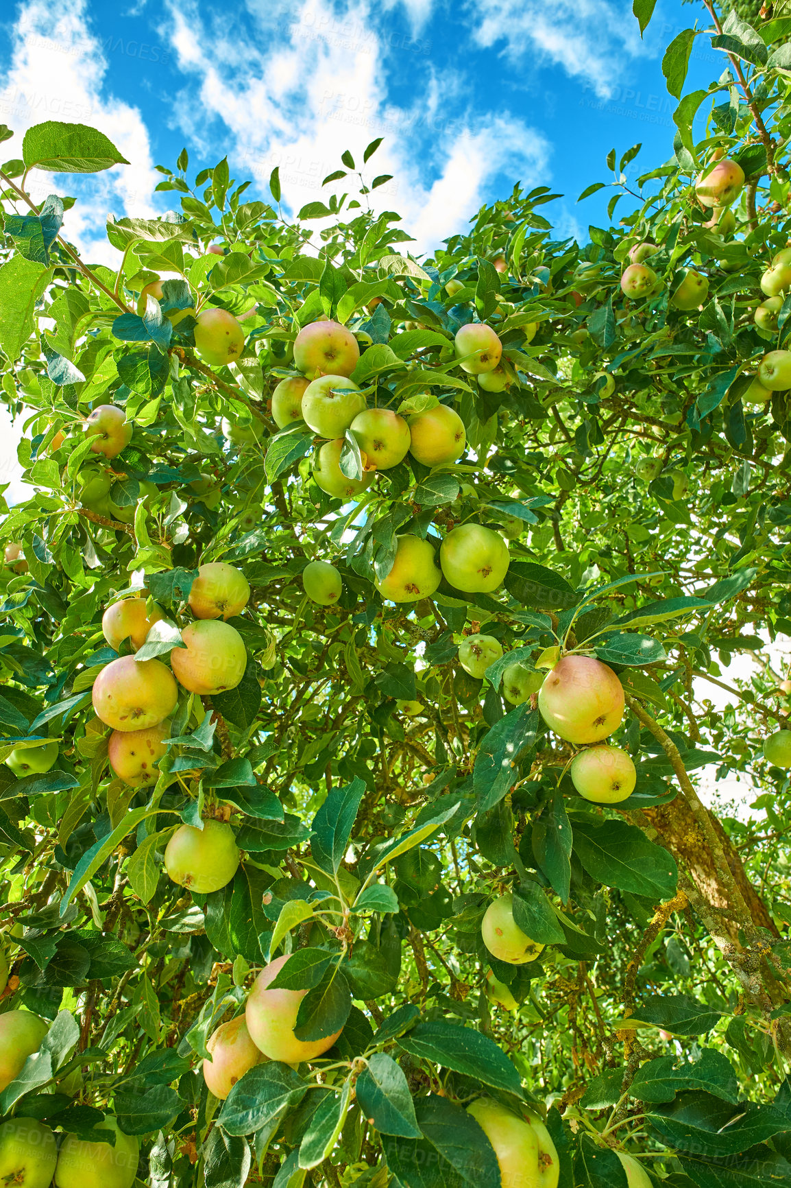 Buy stock photo Many green apples on a tree from below, in an orchard outside against a cloudy blue sky. Fresh produce ready for harvest on farm. Organic and sustainable fruit growing on agricultural land