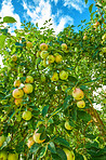 Green and yellow apples in my garden