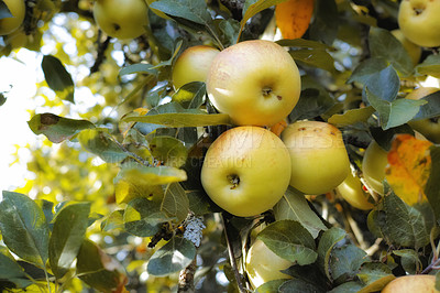 Buy stock photo Closeup of apples hanging by the stem on a tree branch in a sustainable orchard on a sunny day outside. Ripe and sweet fruit cultivated for harvest. Tasty and organic produce in a thriving plantation