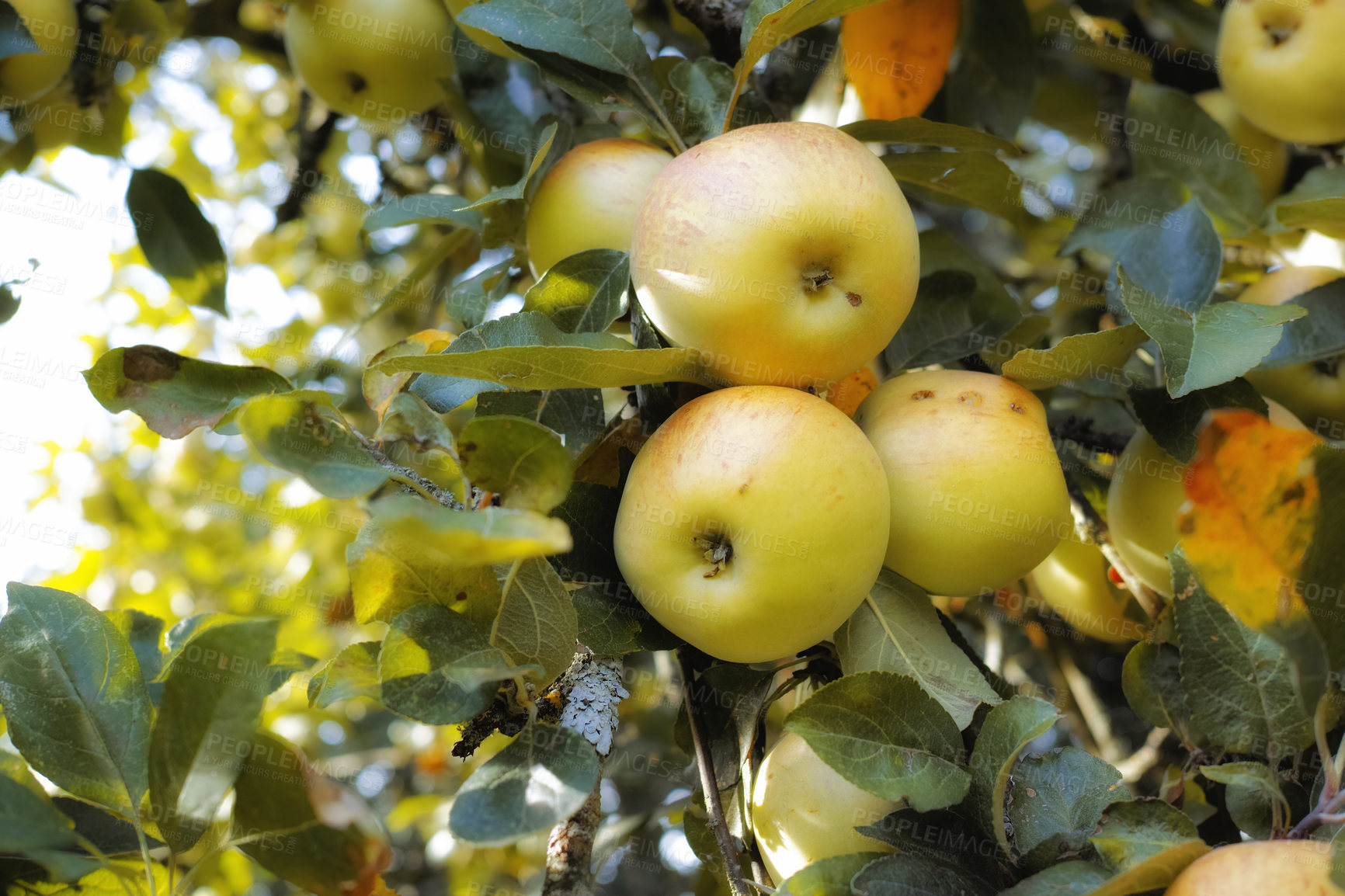 Buy stock photo Closeup of apples hanging by the stem on a tree branch in a sustainable orchard on a sunny day outside. Ripe and sweet fruit cultivated for harvest. Tasty and organic produce in a thriving plantation