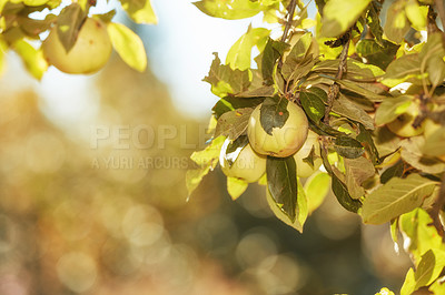 Buy stock photo Copy space with green apples growing on trees in a sustainable orchard on a sunny day outdoors. Ripe and juicy fruit cultivated for picking and harvest. Fresh and organic produce in a thriving garden