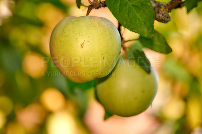Buy stock photo Closeup of apples growing on a tree in a sustainable orchard on a sunny day outside. Ripe and delicious fruit cultivated for harvest. Fresh and organic produce growing in a natural thriving grove
