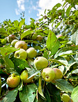 Fresh apples in the garden