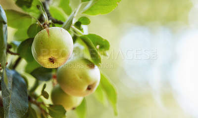 Buy stock photo Apple, tree and growth with agriculture, outdoor or closeup with sustainability for mockup space in countryside. Organic fruit, leaves and eco friendly farm in sunshine, supply and export in Italy