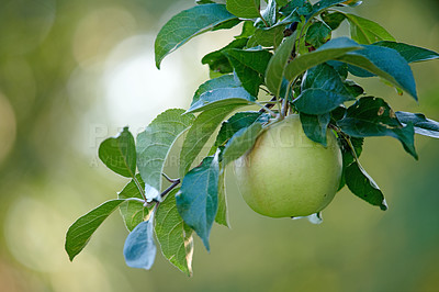 Buy stock photo Fresh apples in the tree