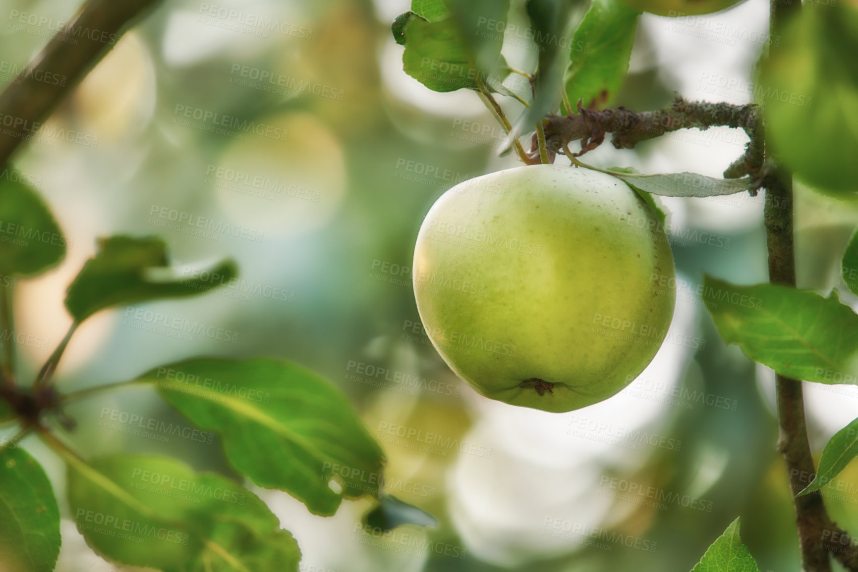 Buy stock photo Green apple, tree and orchard at farm, closeup or leaves for food production with sustainability in countryside. Organic fruit, growth and eco friendly agriculture in nature, crops or export in Italy