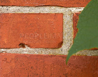 Buy stock photo Closeup of red brick wall with a green leaf and copyspace. Zoom in on details of a built structure with a rough surface and copy space. Lines and patterns of concrete brick, different size and shape