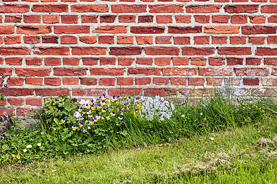 Buy stock photo A close up of a wall of red bricks on an old building with lush green grass and wild daisies growing during spring. Hard rough surface with cement plaster attached to a concrete weathered structure  