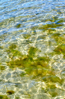 Buy stock photo A closeup of a calm shallow rocky floor of an ocean, pond, or lake with green moss growing underwater. Tiny little ripple waves and sunlight shining on a sunny summer day in a bed of fresh water