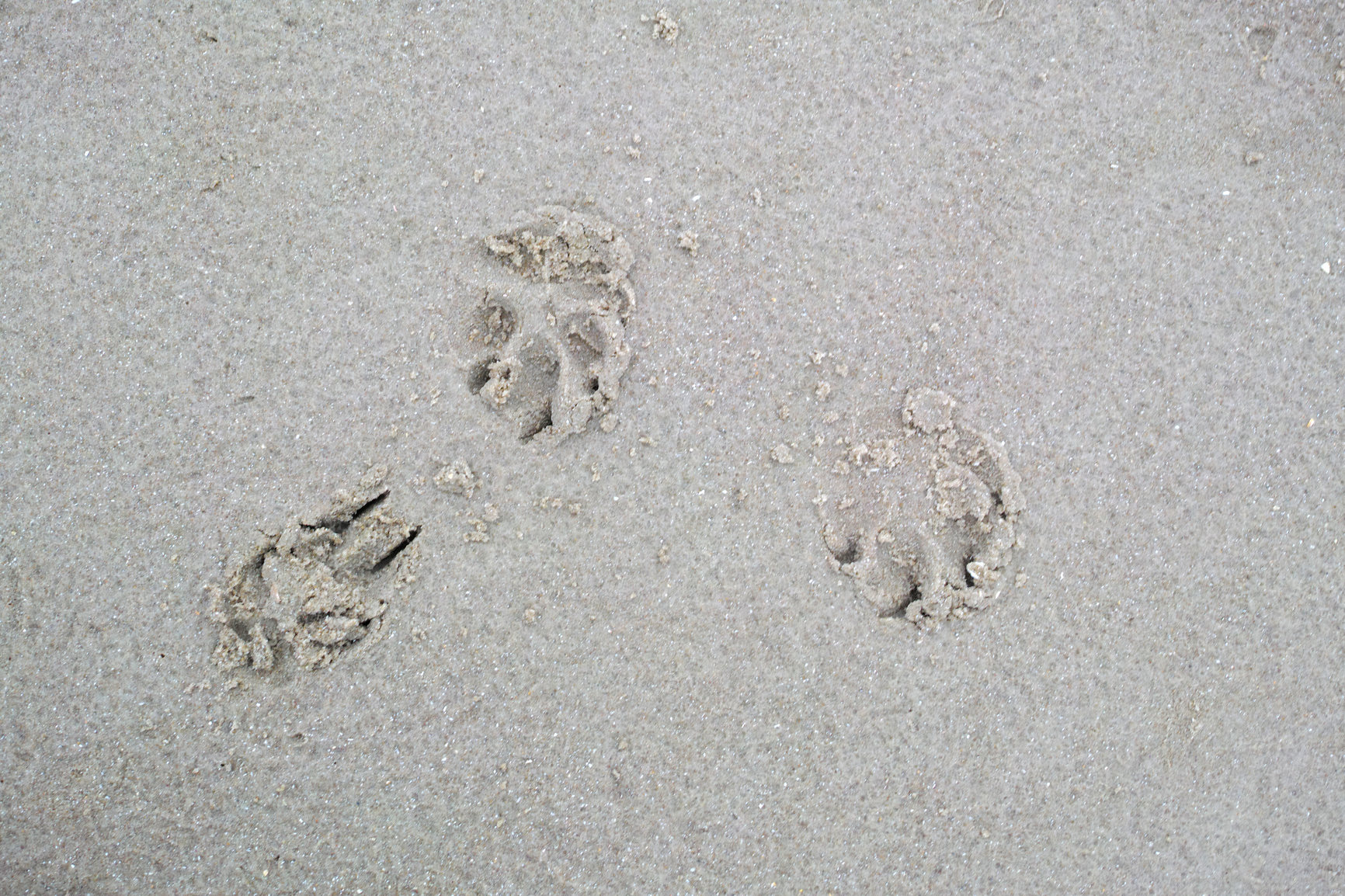 Buy stock photo Closeup above of a dog or cat footprint on the shore of the beach. Tiny cute little animal paw shape prints engraved in the wet and moist sand outside during a summer day at the beach or lake. 