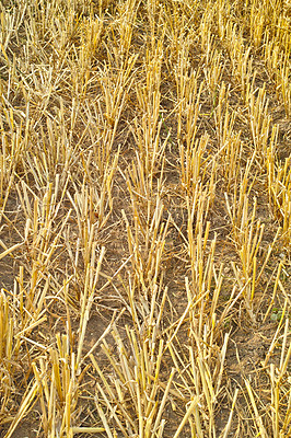 Buy stock photo Closeup of wheat growing on a farm on a sunny day outdoors. Landscape of golden stalks of ripening rye and cereal grain cultivated on a cornfield to be milled into flour in the rural countryside