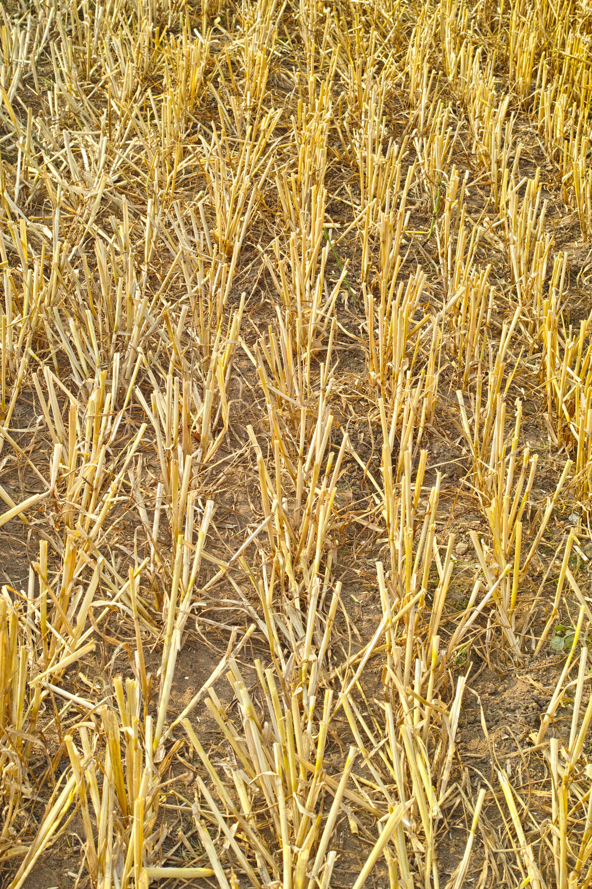 Buy stock photo Closeup of wheat growing on a farm on a sunny day outdoors. Landscape of golden stalks of ripening rye and cereal grain cultivated on a cornfield to be milled into flour in the rural countryside