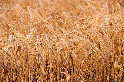 Buy stock photo Closeup of wheat growing on a farm on a sunny day outdoors. Detail and texture of golden stalks of grain being cultivated on a cornfield in the rural countryside. Ripening harvest for agriculture
