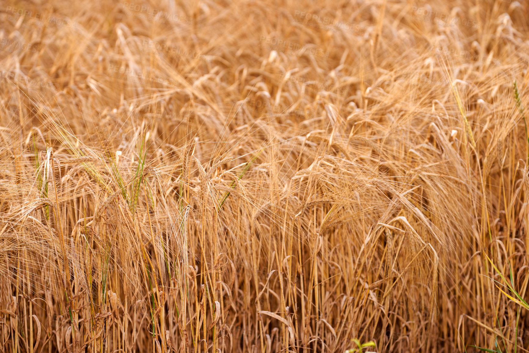 Buy stock photo Closeup of wheat growing on a farm on a sunny day outdoors. Detail and texture of golden stalks of grain being cultivated on a cornfield in the rural countryside. Ripening harvest for agriculture
