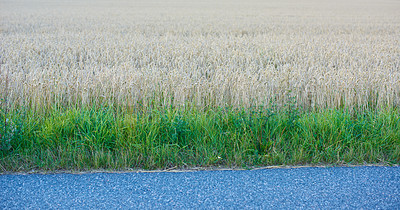 Buy stock photo Wheat growing on a farm along the roadside on a sunny day outdoors. Landscape of golden stalks of ripening rye and grain cultivated on a cornfield to be milled into flour in the rural countryside