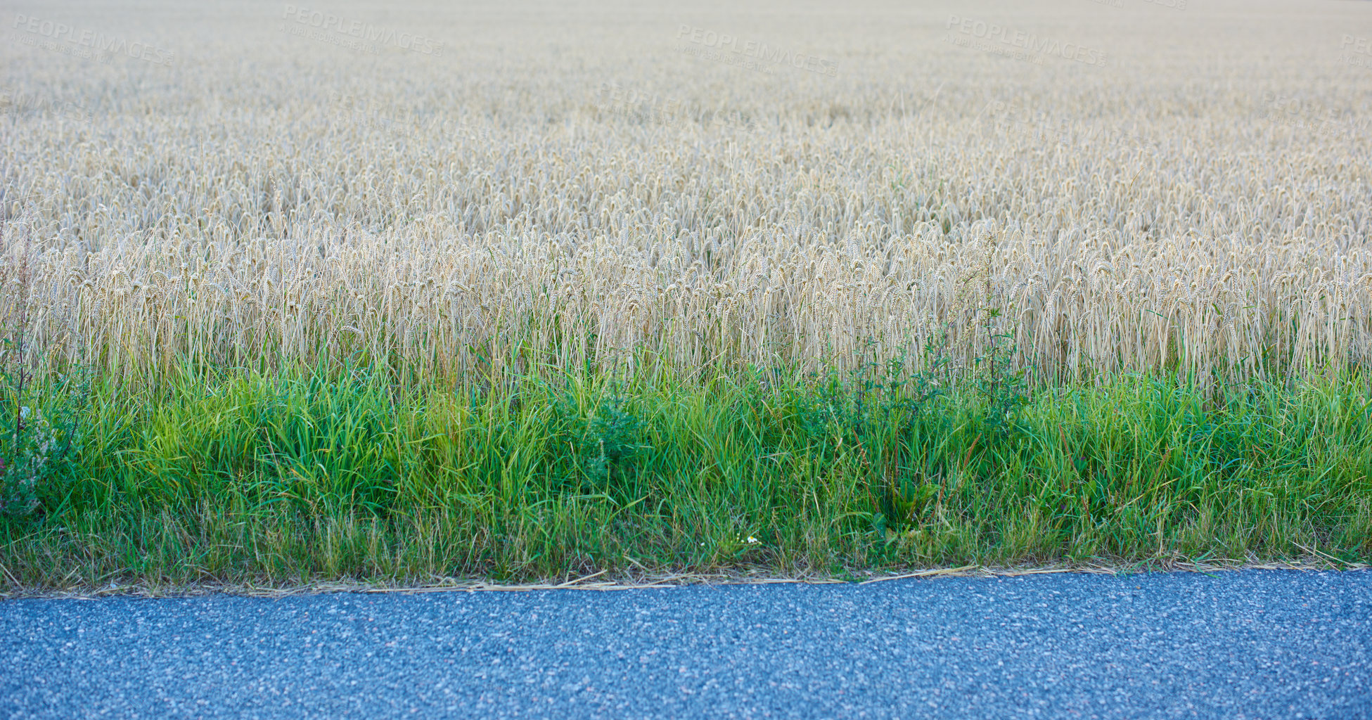 Buy stock photo Wheat growing on a farm along the roadside on a sunny day outdoors. Landscape of golden stalks of ripening rye and grain cultivated on a cornfield to be milled into flour in the rural countryside