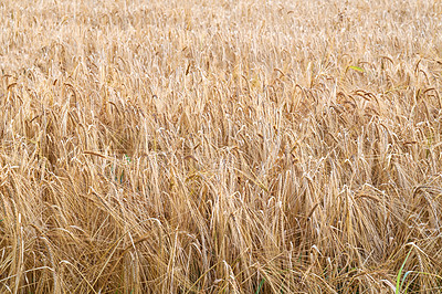 Buy stock photo Landscape of yellow wheat field ready for harvest, growing on a rural farm in summer background. Organic and sustainable staple farming of rye or barley grain in the countryside with copy space