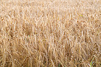 Cornfields - background