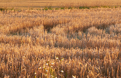 Buy stock photo Closeup with copyspace of wheat growing on a farm in the sun outdoors. Landscape of golden stalks of ripening rye and cereal grain cultivated on a cornfield to be milled into flour in the countryside