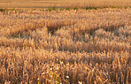 Cornfields - background