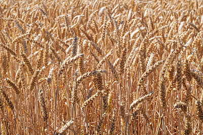 Buy stock photo Closeup of wheat growing on a farm on a sunny day outdoors. Meadow of land with of stalks of ripening rye and cereal grain cultivated on a cornfield to be milled into flour in the rural countryside