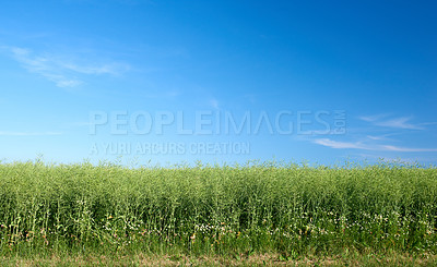 Buy stock photo Copyspace and landscape of green cornfield on an agricultural farm outdoors on a summer day. Lush plants or grasslands blossoming with a clear blue sky. Healthy pasture or meadow during spring