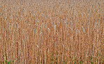 Cornfields - background