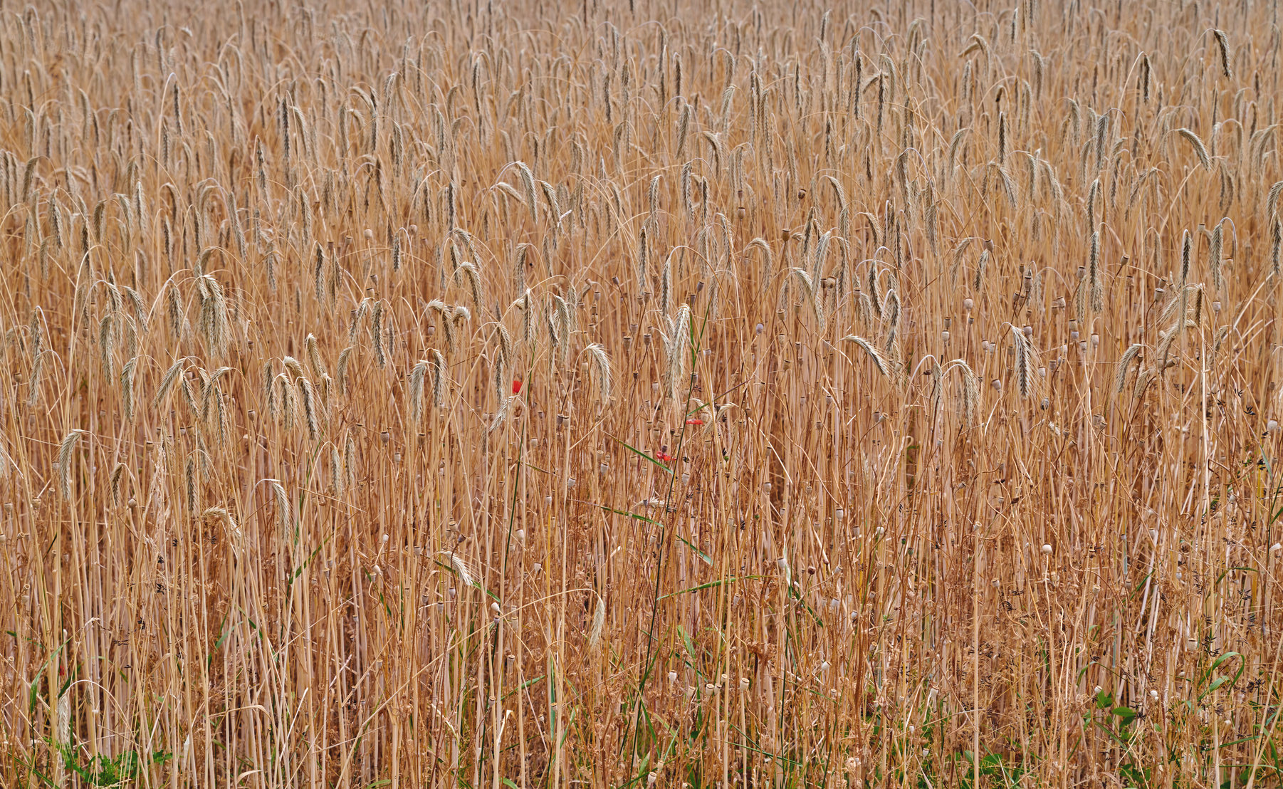 Buy stock photo Rye, barely or wheat grain growing on a farm in a remote countryside. Detail and texture background of a sustainable local cornfield pasture growing and sprouting after harvest season with copy space